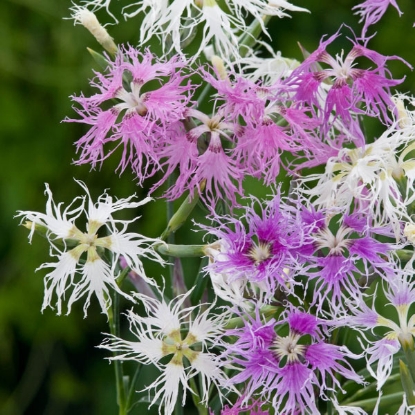 Picture of SALE - Dianthus hybridus Rainbow Loveliness