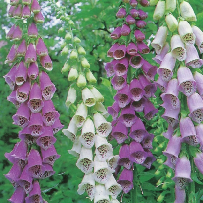 Picture of Foxglove (Digitalis) Excelsior Mixed