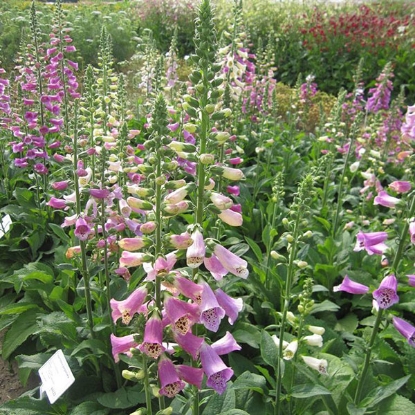 Picture of Foxglove (Digitalis) Foxy Mixed