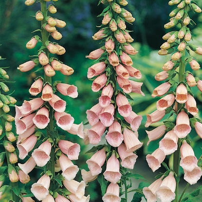 Picture of Foxglove (Digitalis) Purpurea Apricot