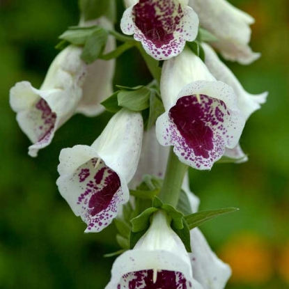 Picture of Foxglove Pam's Choice