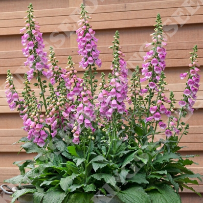 Picture of Foxglove (Digitalis) Bubbly Pink F1