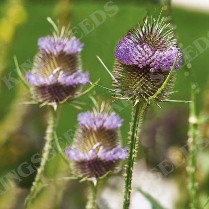 Picture of Dipsacus Fullonum (Teasel)