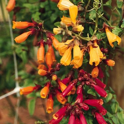 Picture of Eccremocarpus Tresco (Chilean Glory Vine)