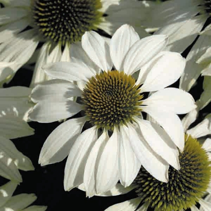 Picture of Echinacea White Swan Primadonna