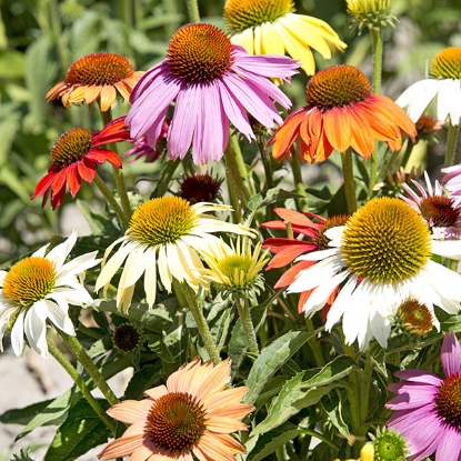 Picture of Echinacea Paradiso Dwarf Mixed