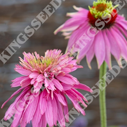 Picture of Echinacea Paradiso Super-Duper