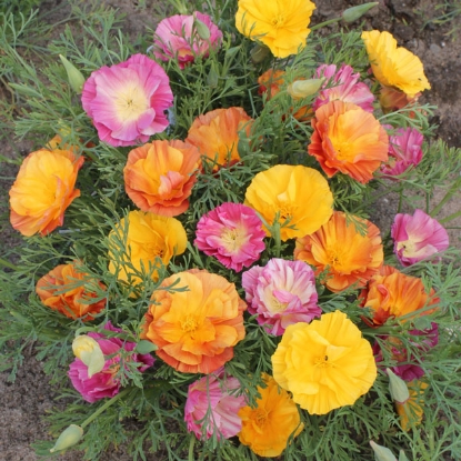 Picture of Eschscholzia Mission Bells