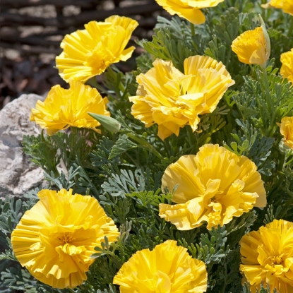 Picture of Eschscholzia XL Yellow