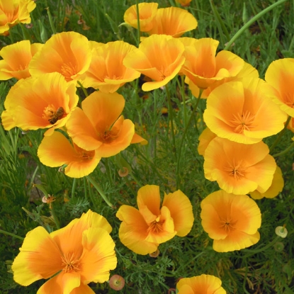 Picture of Eschscholzia Golden West