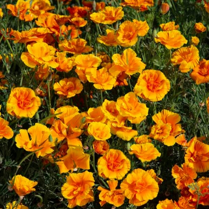 Picture of Eschscholzia Lady Marmalade