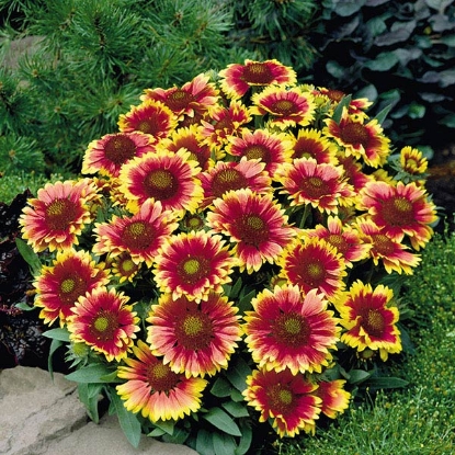 Picture of Gaillardia Arizona Sun