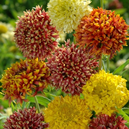 Picture of Gaillardia Pulchella Kings Double Mixed