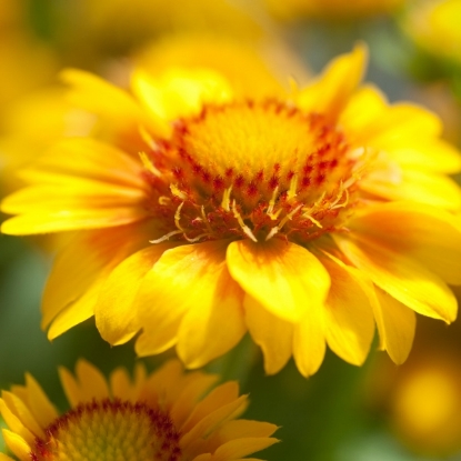 Picture of Gaillardia Arizona Apricot