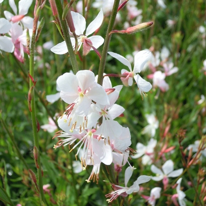 Picture of Gaura Lindheimeri