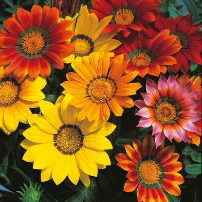 Picture of Gazania Splendens Mixed