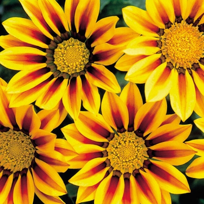 Picture of Gazania Red Stripe