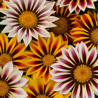 Picture of Gazania New Day Tiger Stripes