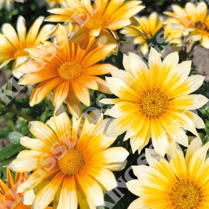 Picture of Gazania Zany Sunny side up F1