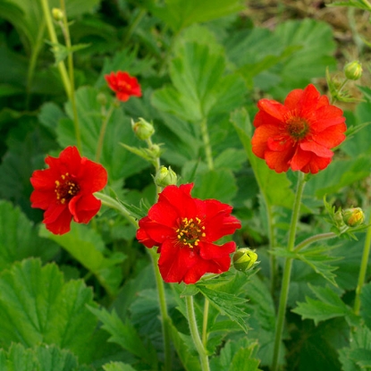 Picture of Geum Mrs Bradshaw