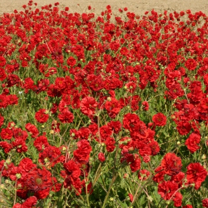 Picture of Geum Flora pelna Blazing Sunset