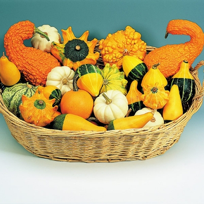 Picture of Gourd  Ornamental Mixture