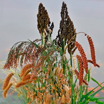 Picture of Ornamental Grass Mixture