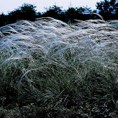 Picture of Stipa barbata Silver Feather (Feather Grass)