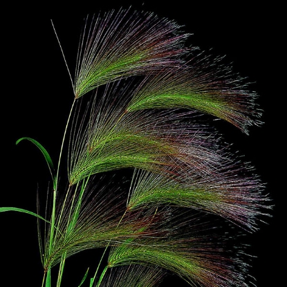 Picture of Hordeum Jubatum (Squirrel Tail Grass)