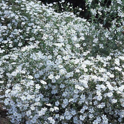 Picture of Gypsophila Covent Garden