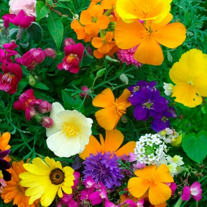 Picture of Hardy Annuals Dwarf Mix