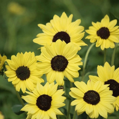 Picture of Sunflower Debilis Soluna Lemon Seeds