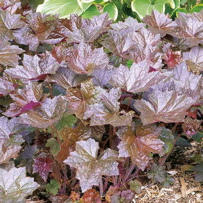 Picture of Heuchera Bressingham Hybrids