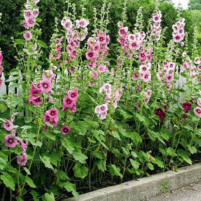 Picture of Hollyhock Single Mixed