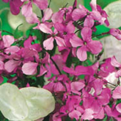 Picture of Honesty Fine Mixed (Lunaria annua) (Money Plant)