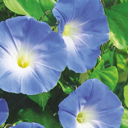 Picture of Ipomoea Heavenly Blue