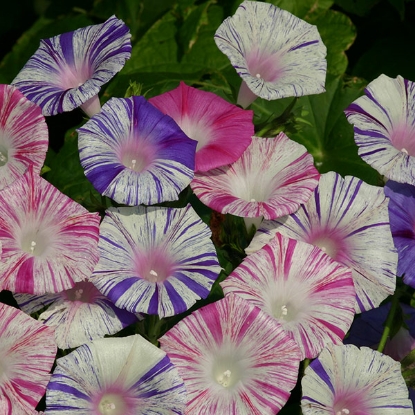 Picture of Ipomoea purpurea Carnevale di Venezia