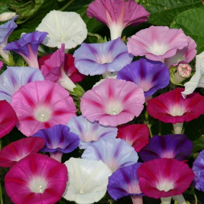 Picture of Ipomoea purpurea Lazy Luxe Mixed