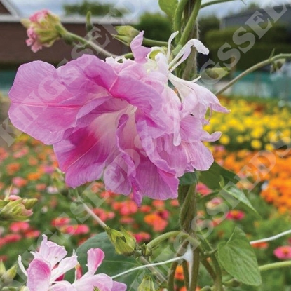 Picture of Ipomoea Tutu