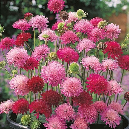 Picture of Knautia Melton Pastels