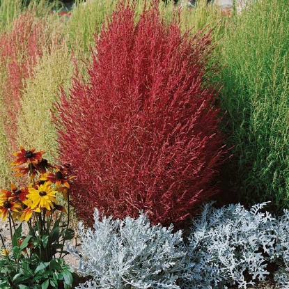 Picture of Kochia Trichophylla (Burning Bush)