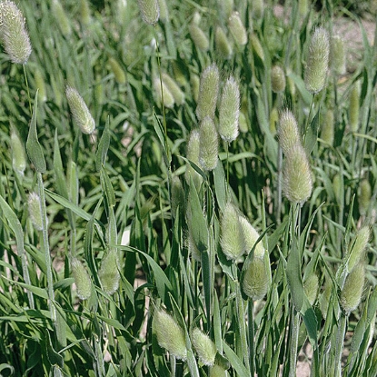 Picture of Lagurus Ovatus (Hares Tail Grass)