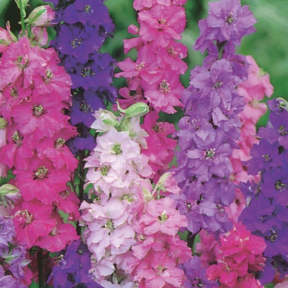 Picture of Larkspur Dwarf Double Mixed