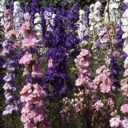 Picture of Larkspur Giant Hyacinth Flowered