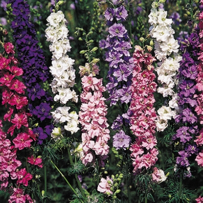 Picture of Larkspur Giant Imperial Mixed