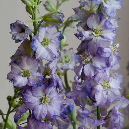 Picture of Larkspur Fancy Purple Picotee