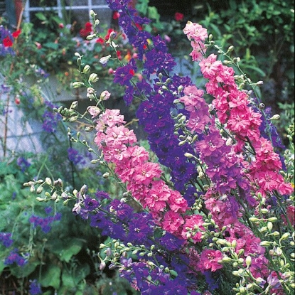 Picture of Larkspur Sublime Mix