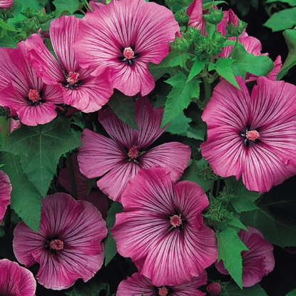 Picture of Lavatera Loveliness