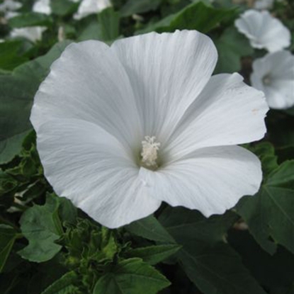 Picture of Lavatera Mont Blanc