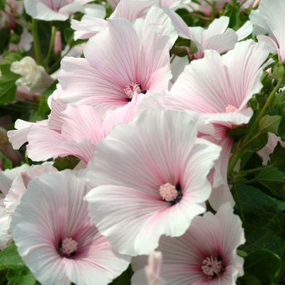 Picture of SALE - Lavatera Dwarf Pink Blush